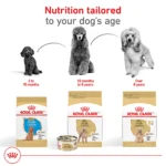 Royal Canin Adult Dry Dog Food - Poodle Breed Health Nutrition - Image 7