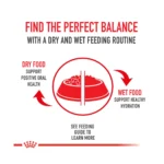 Royal Canin Size Health Nutrition Large Breed Aging 8+ Senior Dog Dry Food - 30 lb - Image 7