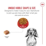 Royal Canin® Breed Health Nutrition® Dachshund Breed Specific Adult Dog Dry Food - Image 4