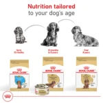 Royal Canin® Breed Health Nutrition® Dachshund Breed Specific Adult Dog Dry Food - Image 7