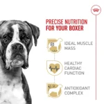 Royal Canin® Breed Health Nutrition® Boxer Breed Specific Adult Dog Dry Food - Image 3
