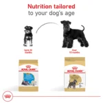 Royal Canin® Breed Health Nutrition® Miniature Schnauzer Breed Specific Adult Dog Dry Food - 10 lb - Image 6