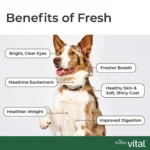 FreshPet Vital Large Breed Adult Fresh Dog Food - Chicken, Beef, Egg & Salmon Recipe 5 LB - Image 7