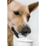 Pup Cup Frozen All Life Stage Dog Treat - Bacon - Image 4
