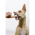 Pup Cup Frozen All Life Stage Dog Treat - Chicken - Image 5