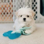 Nylabone® Teething Puppy Chew Freezer Bone Dog Toy - Peanut Butter Flavor - Image 2