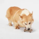 Joyhound® Boss Bones Femur Chew Dog Toy - Image 3