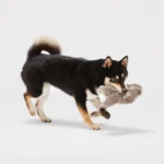 Joyhound® Crazy Comfy Realistic Rabbit Flattie Dog Toy - Crinkle, Squeaker - Image 3