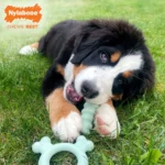 Nylabone® Sensory Material Puppy Teething Ring - Image 5