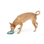 Joyhound® Rip Roarin' Tough Puffer Fish Dog Toy - Image 3