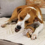 Nylabone® Gourmet Wishbone Chew Dog Toy - Bacon - Image 5