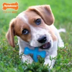 Nylabone® Puppy X Bone Dog Toy - Image 2