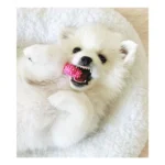 Nylabone® Puppy Chew Dental Dog Bone - Image 2