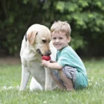 KONG® Treat Dispensing Classic Dog Toy - Image 5