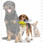 TUFFY® Banana 2-in-1 Dog Toy - Tough Plush - Image 5