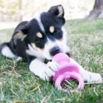 KONG® Binkie Treat Dispensing Puppy Toy (COLOR VARIES) - Image 4
