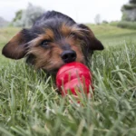 KONG® Easy Treat™ Dog Treat - Pepperoni - Image 3