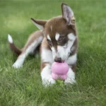 KONG® Easy Treat™ Dog Treat - Puppy Recipe - Image 3
