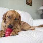 KONG® Snacks™ Peanut Butter Dog Treat - Image 4