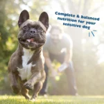 Bil-Jac Sensitive Solutions Digestive & Immune Support Adult Wet Dog Food - Turkey & Pumpkin - Image 5