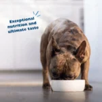 Bil-Jac Sensitive Solutions Digestive & Immune Support Adult Wet Dog Food - Turkey & Pumpkin - Image 7