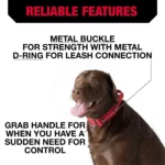 KONG® Handle Dog Collar - Image 4