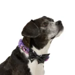 Thrills & Chills® Adjustable Bat Dog Collar - Image 2