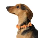 Thrills & Chills® Pumpkin Collar - Image 2