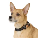 Thrills & Chills® Pumpkin Collar - Image 2