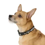 Thrills & Chills® Ghost Dog Collar - Image 2