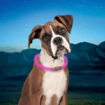 Nite Ize® NiteHowl® LED Safety Necklace - Image 2