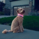 Nite Ize® NiteHowl® LED Safety Necklace - Image 3