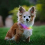 Nite Ize® NiteHowl® Mini Rechargeable LED Safety Necklace with Disc-O Select™ - Image 2