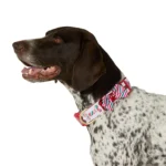 Merry & Bright® Bones Holiday Dog Collar - Image 2