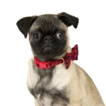 Merry & Bright® Gingham Holiday Dog Collar - Image 2