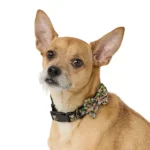 Thrills & Chills® Spiderweb Collar - Image 2
