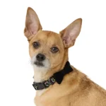 Thrills & Chills® Bones Collar - Image 2
