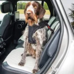 KONG® Ultimate Safety Car Seat Tether - Image 4