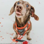 Sassy Woof Friday the 13th Adjustable Harness - Image 5