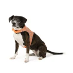 Thrills & Chills® Light-Up Pumpkin Harness - Image 2