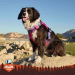 Arcadia Trail® Quick Dry Dog Harness - Image 6