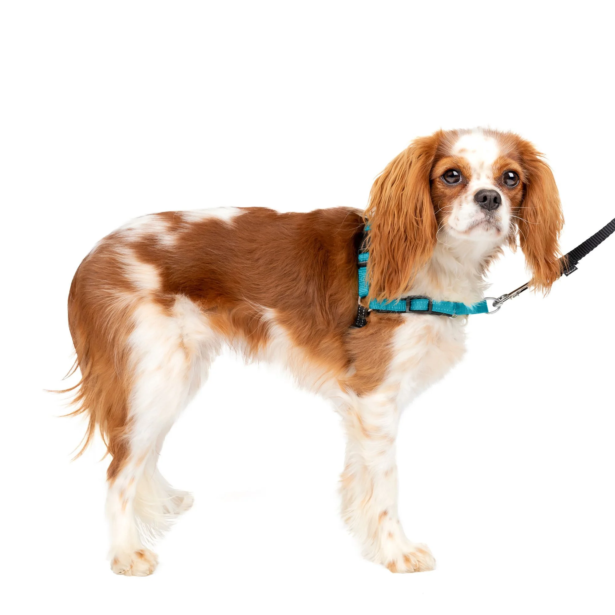 img_1761295943049_30_SUUhJMDKx.webp PetSafeĀ® Easy Walk Deluxe Dog Harness - No Pull Dog Harness - Image 1