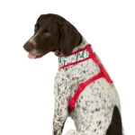 Merry & Bright® Candy Cane Reversible Dog Harness - Image 2