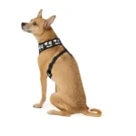 Thrills & Chills® Spider Webs/Ghosts Reversible Harness - Image 4