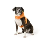 Thrills & Chills® Pumpkin Costume Harness - Image 2