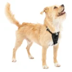 Kurgo® Enhanced Strength Tru-Fit Smart Harness for Dogs