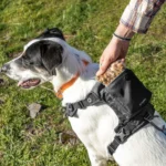Kurgo® Stash n' Dash Harness - Image 6