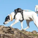 Kurgo® Stash n' Dash Harness - Image 8
