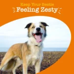 Zesty Paws 8-in-1 Multivitamin Supplement for Dogs - Chicken Flavored Soft Chews - 90 Count - Image 3