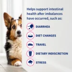 Nutramax® Proviable-DC Digestive Supplement for Cats & Dogs - Image 7